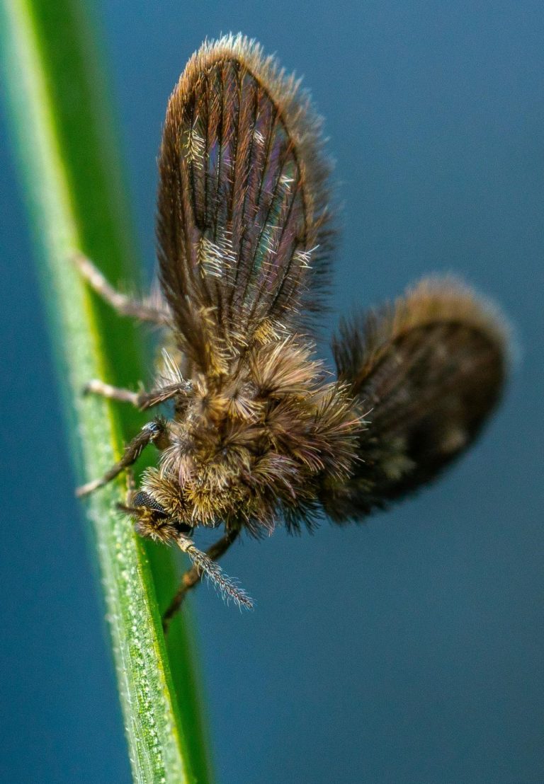 𝗖𝗟𝗜𝗘𝗡𝗧𝗘-𝗠𝗢𝗦𝗖𝗔 🪰𝘃𝘀 🦋 𝗖𝗟𝗜𝗘𝗡𝗧𝗘-𝗠𝗔𝗥𝗜𝗣𝗢𝗦𝗔⁣